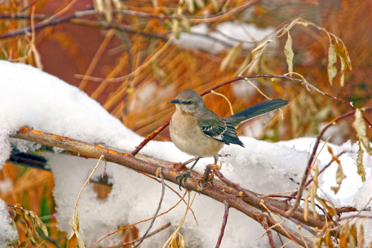 Springs Safari: Winter Birds