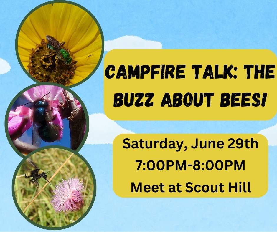 Campfire Talk: The Buzz About Bees!