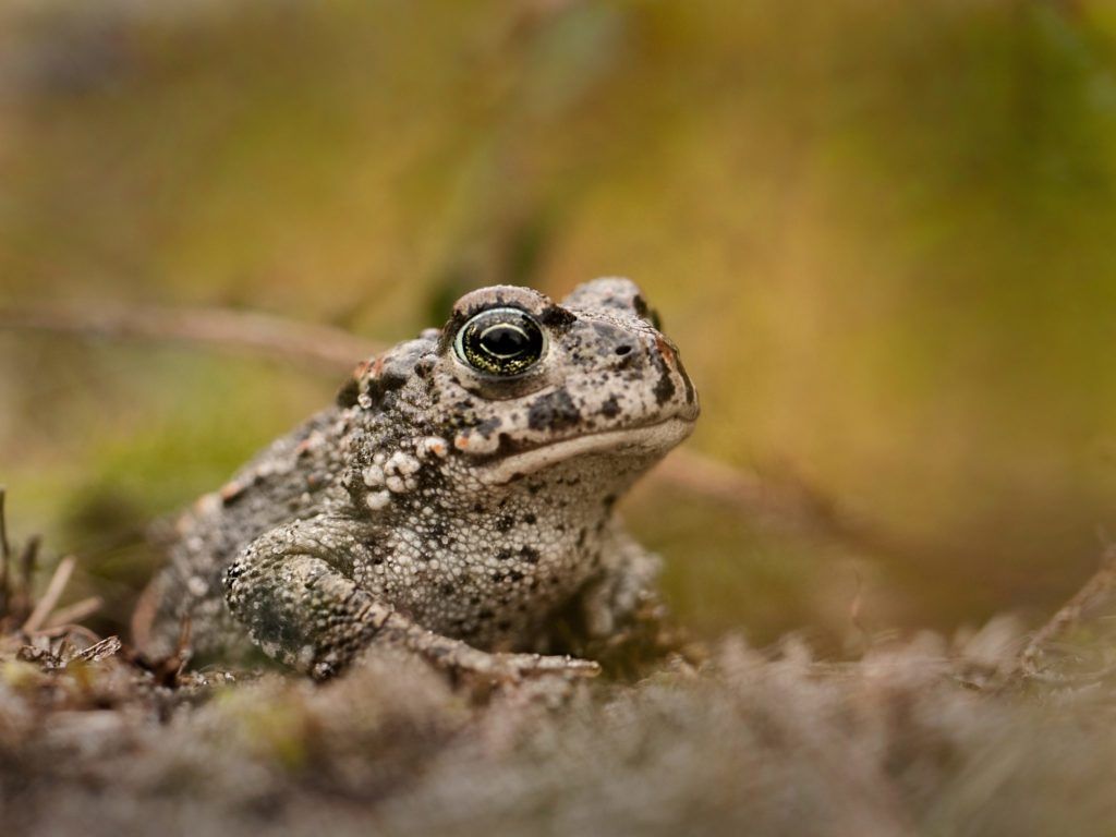 Talk - Natterjack Toads in Lincolnshire