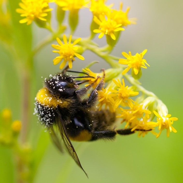 Little Explorers: Bees