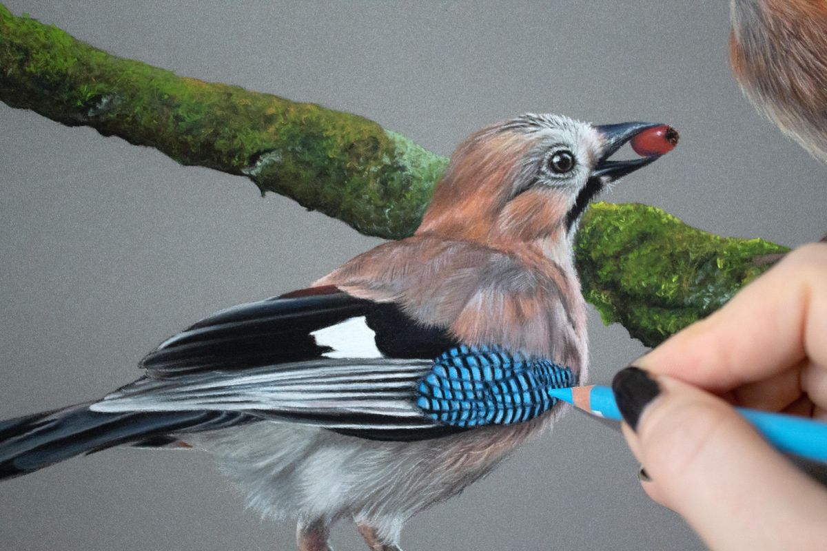 Introduction to Wildlife Drawing in Pastels with Jaqueline Bright