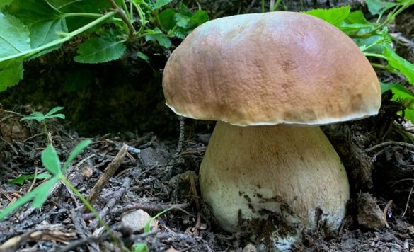 Intro to Pacific Northwest Mushrooms (Online Class)