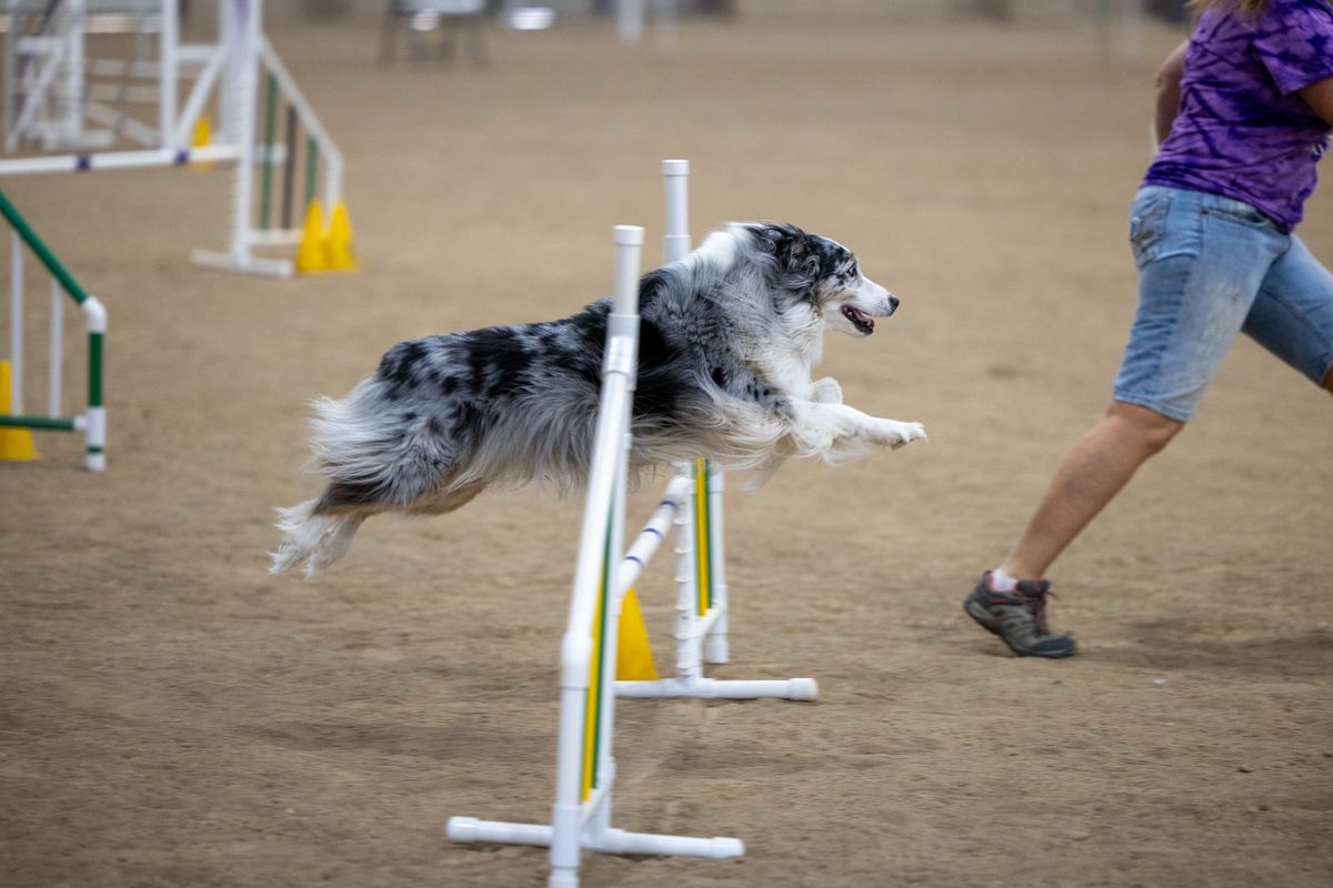 Salty Dogz Agility Club of Utah February Trial