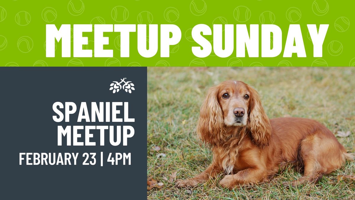 Spaniel Meetup