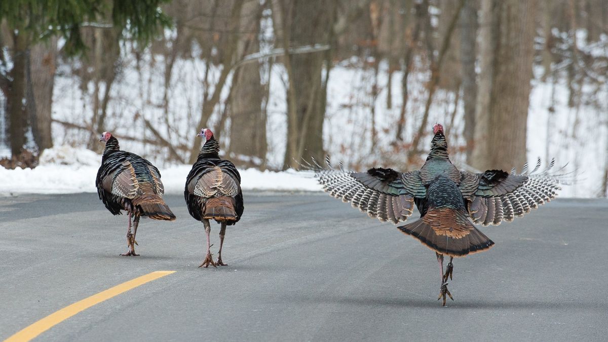 Turkey Trek