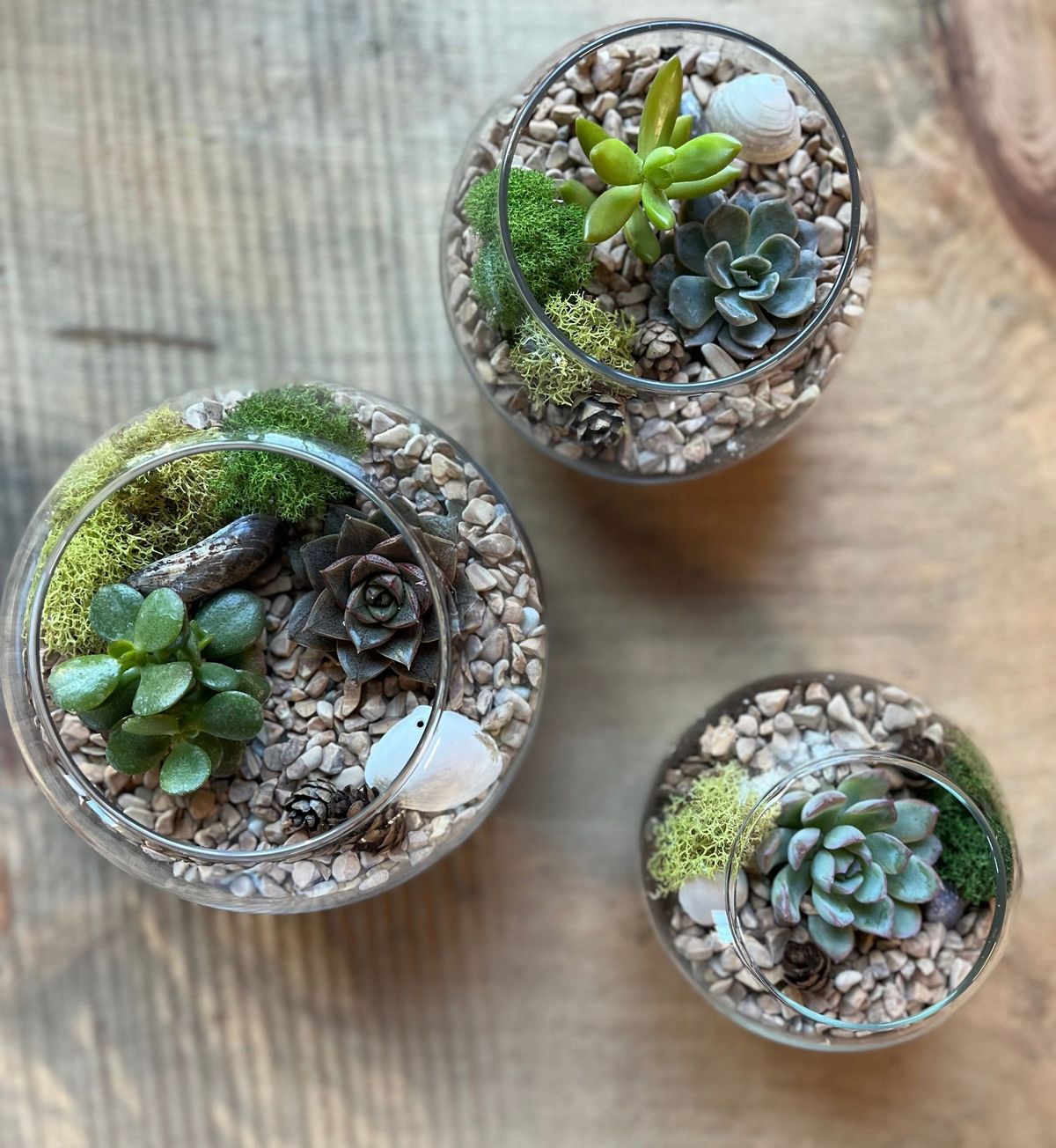 Succulent Terrarium Workshop 