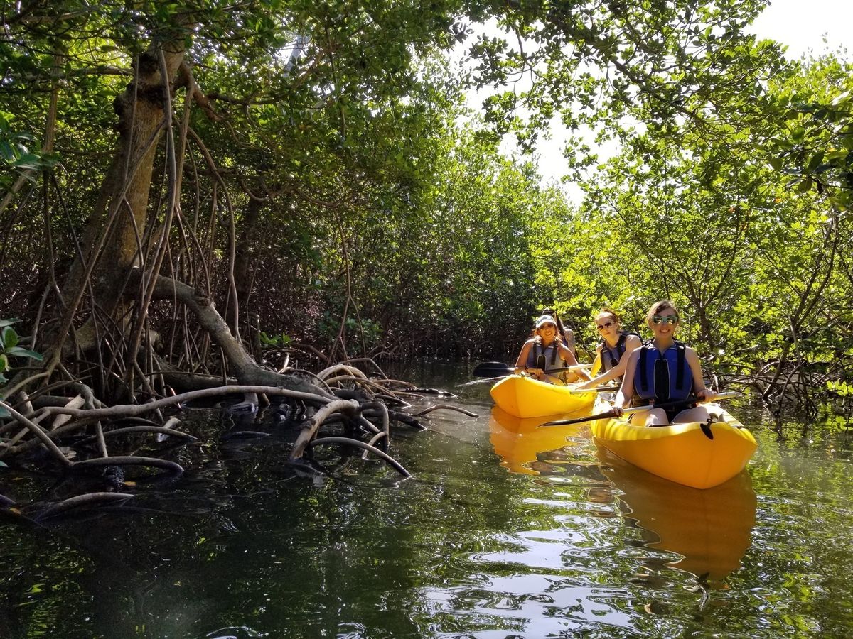 Matheson Mangrove Kayak Trek
