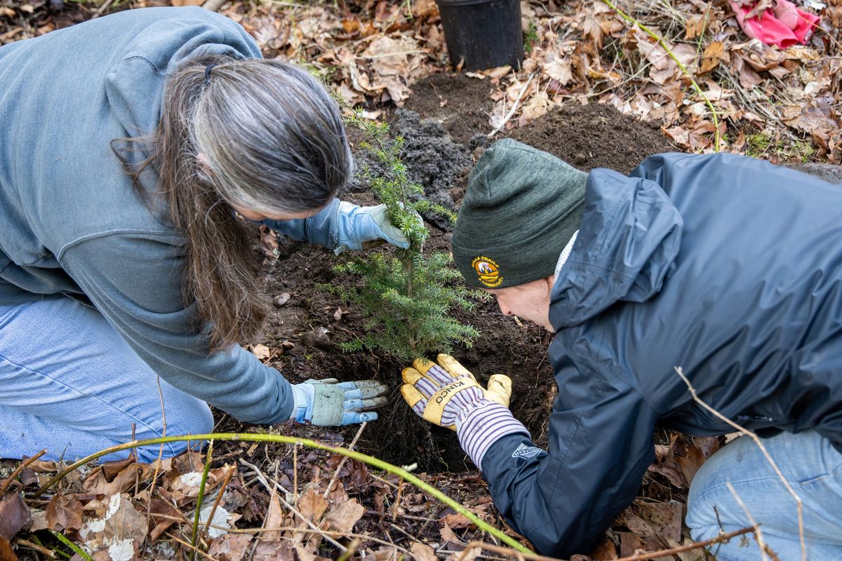 Issaquah Arbor Day Planting