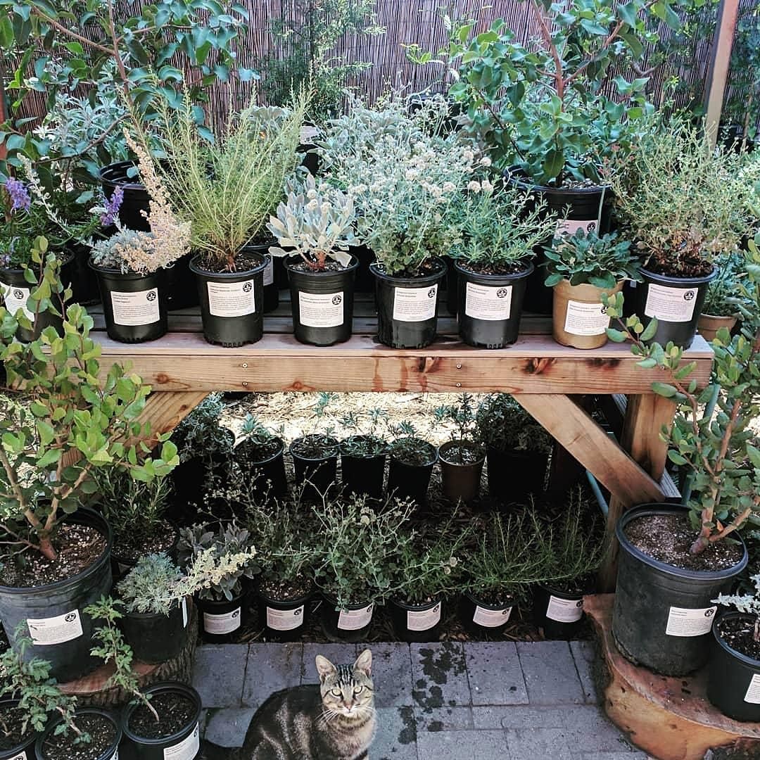 Landscaping with Native Plants with Artemisia Nursery