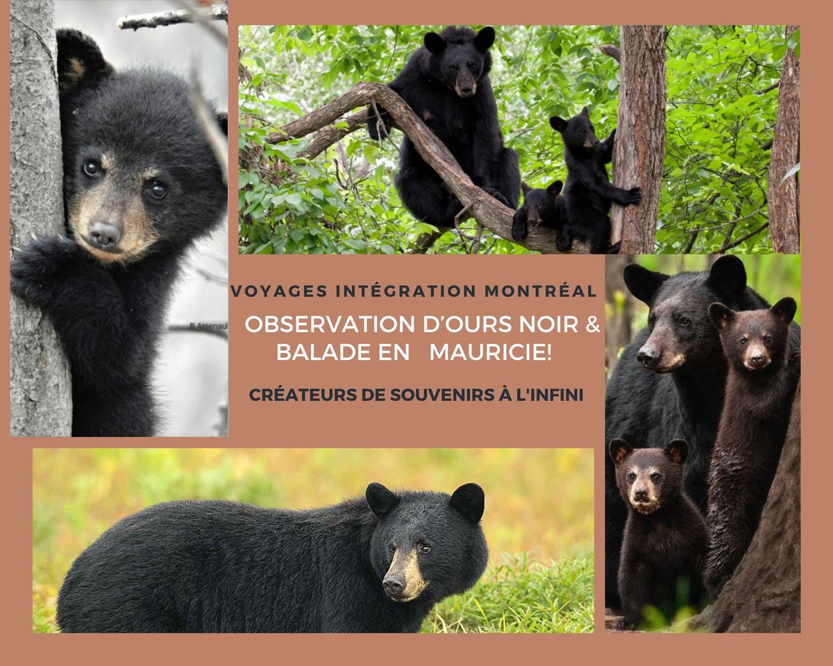 Observation d\u2019ours noir & Balade en Mauricie! 