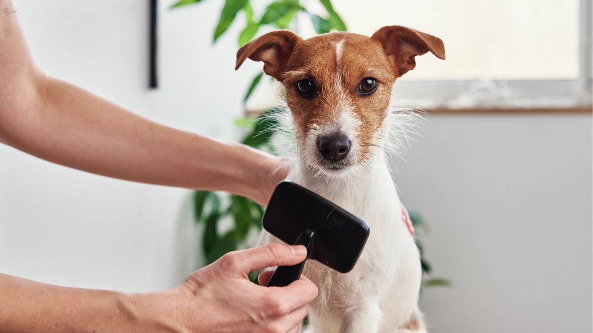 Cooperative Care Class - Grooming Basics & Teeth Brushing 