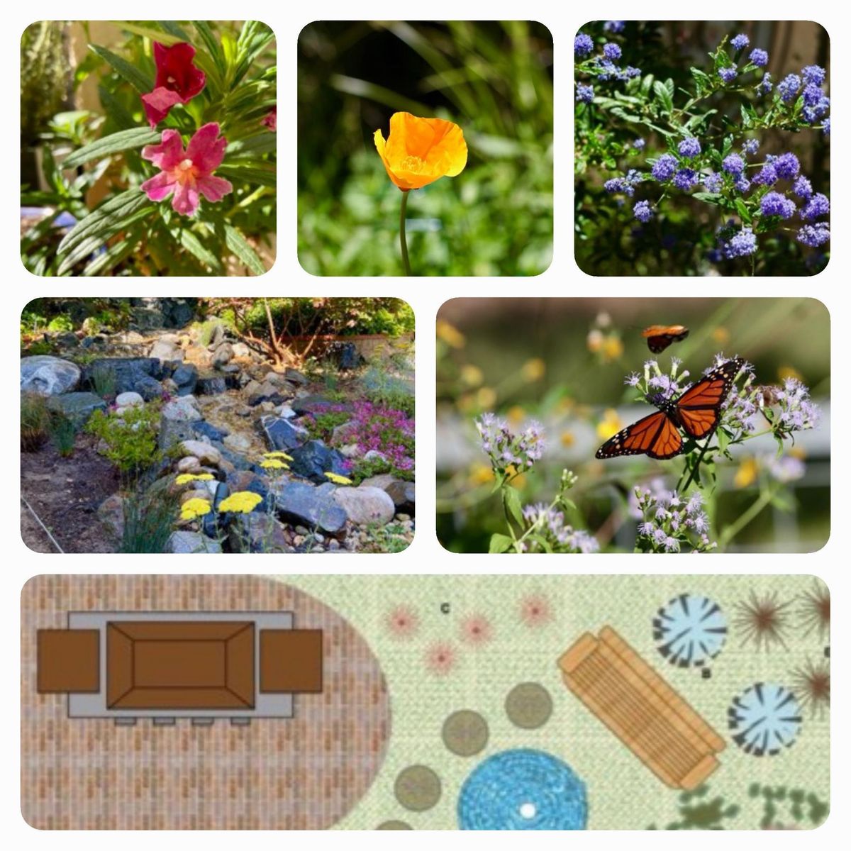 POWAY: Designing Your Native Garden with Sharon