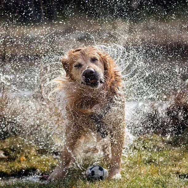 Shake it off, Shake it Out!: Pilgrim Congregational Sunday Worship