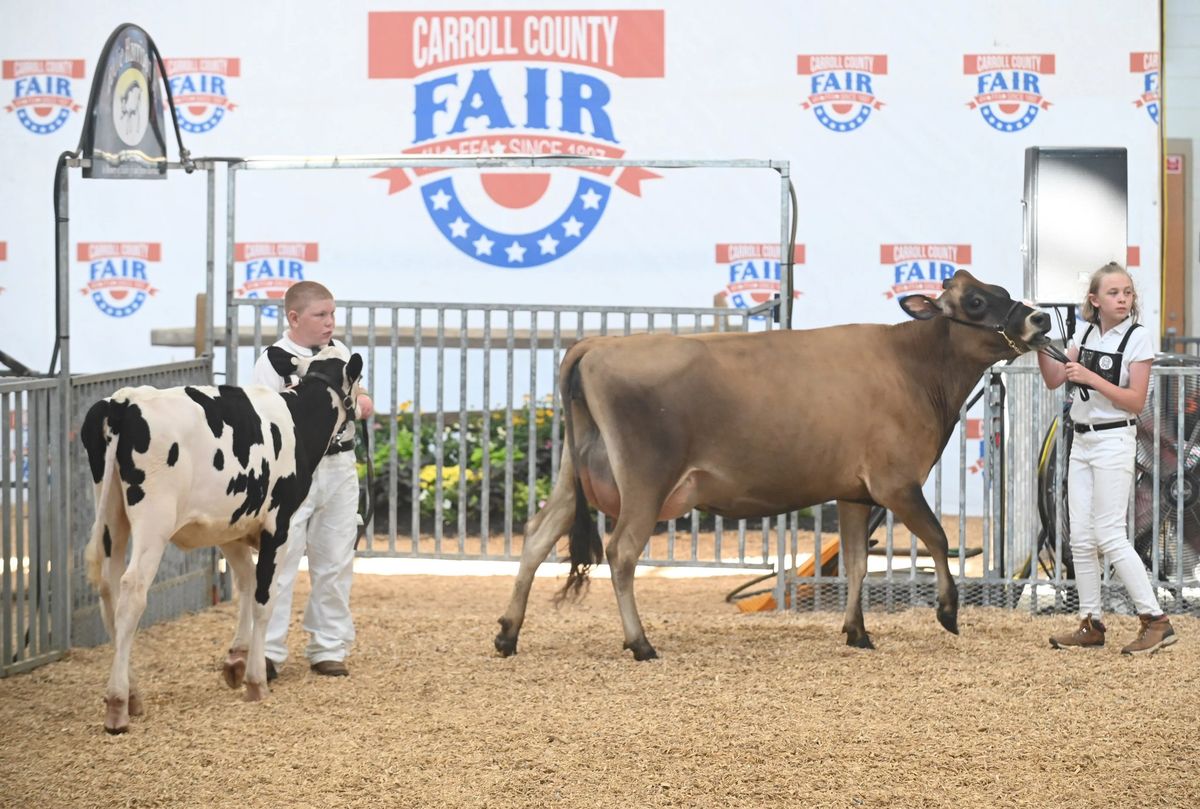 Dairy Cattle Showmanship & Show