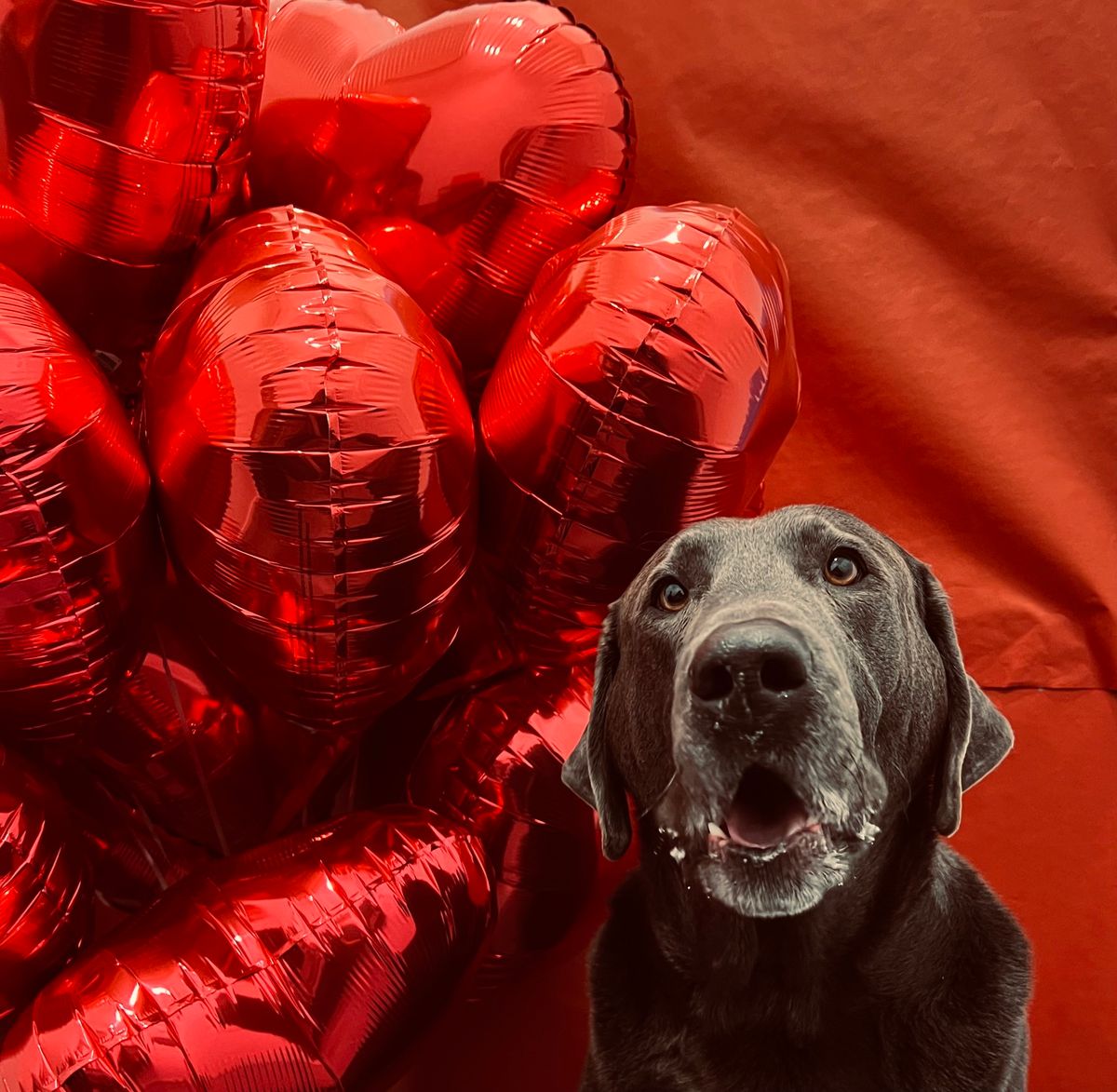 Daycare Valentine\u2019s Fun at the Kennel 