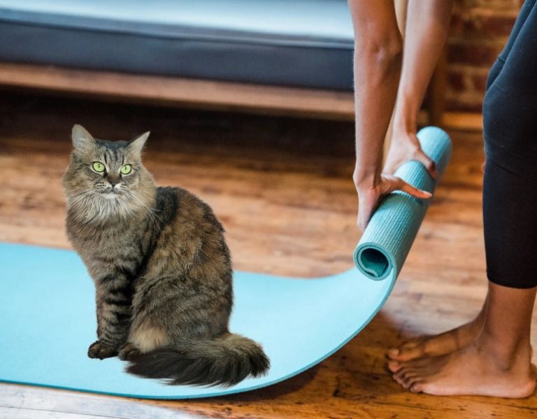 In-Person Donation Class: Cat Yoga at the Humane Society of Marathon County