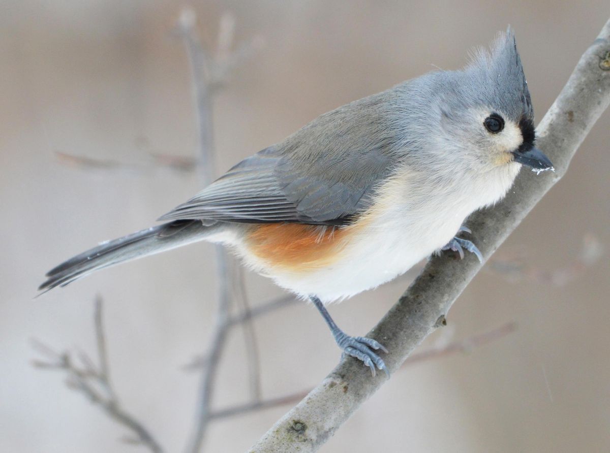 2025 Tug Hill Bird Quest