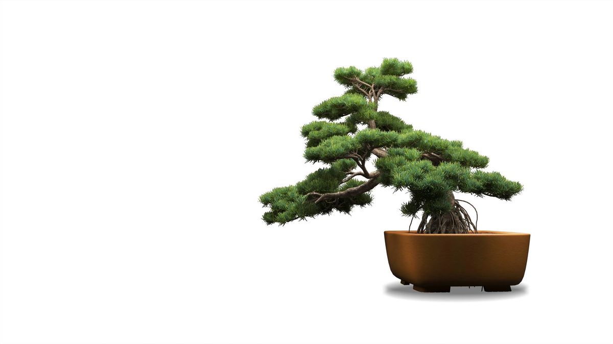 Bonsai Workshop with Robert Cho, Asia Pacific Gardening