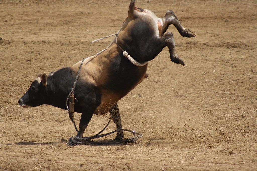 Upper Mohaka Rodeo 2025