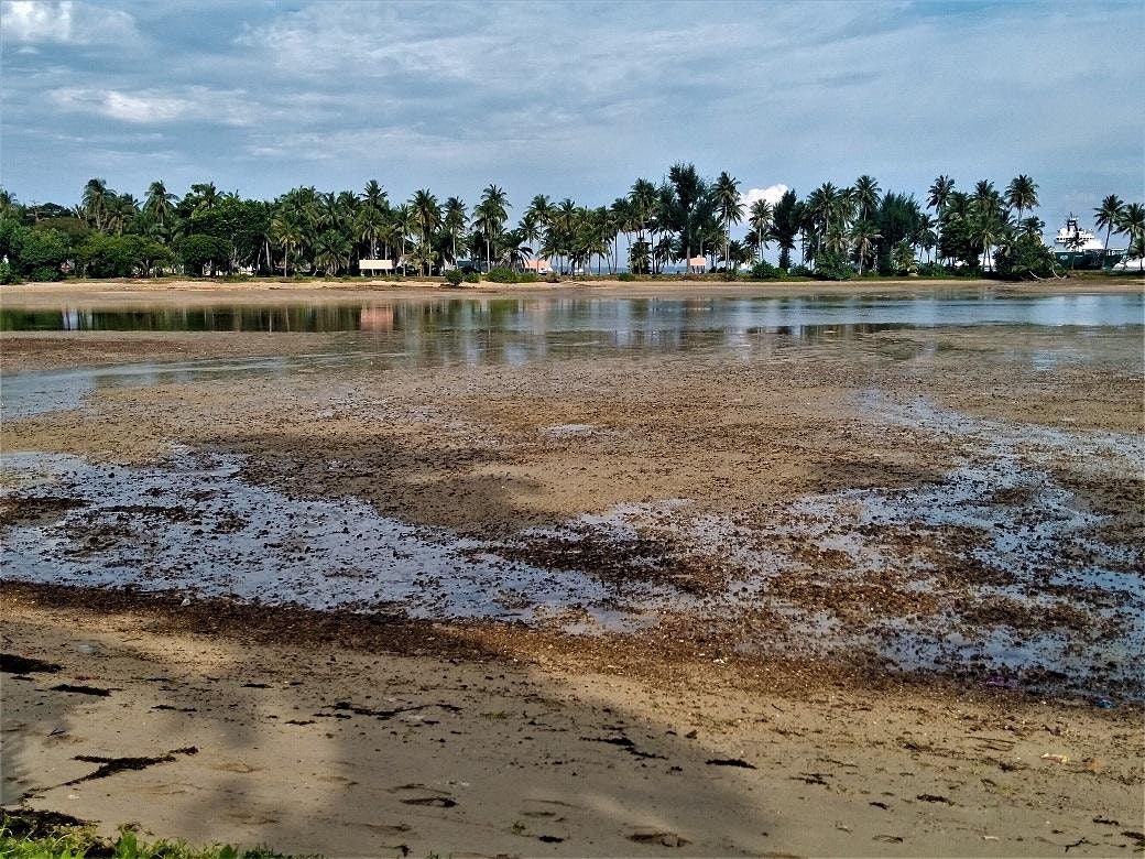 Intertidal Walk at Pulau Hantu