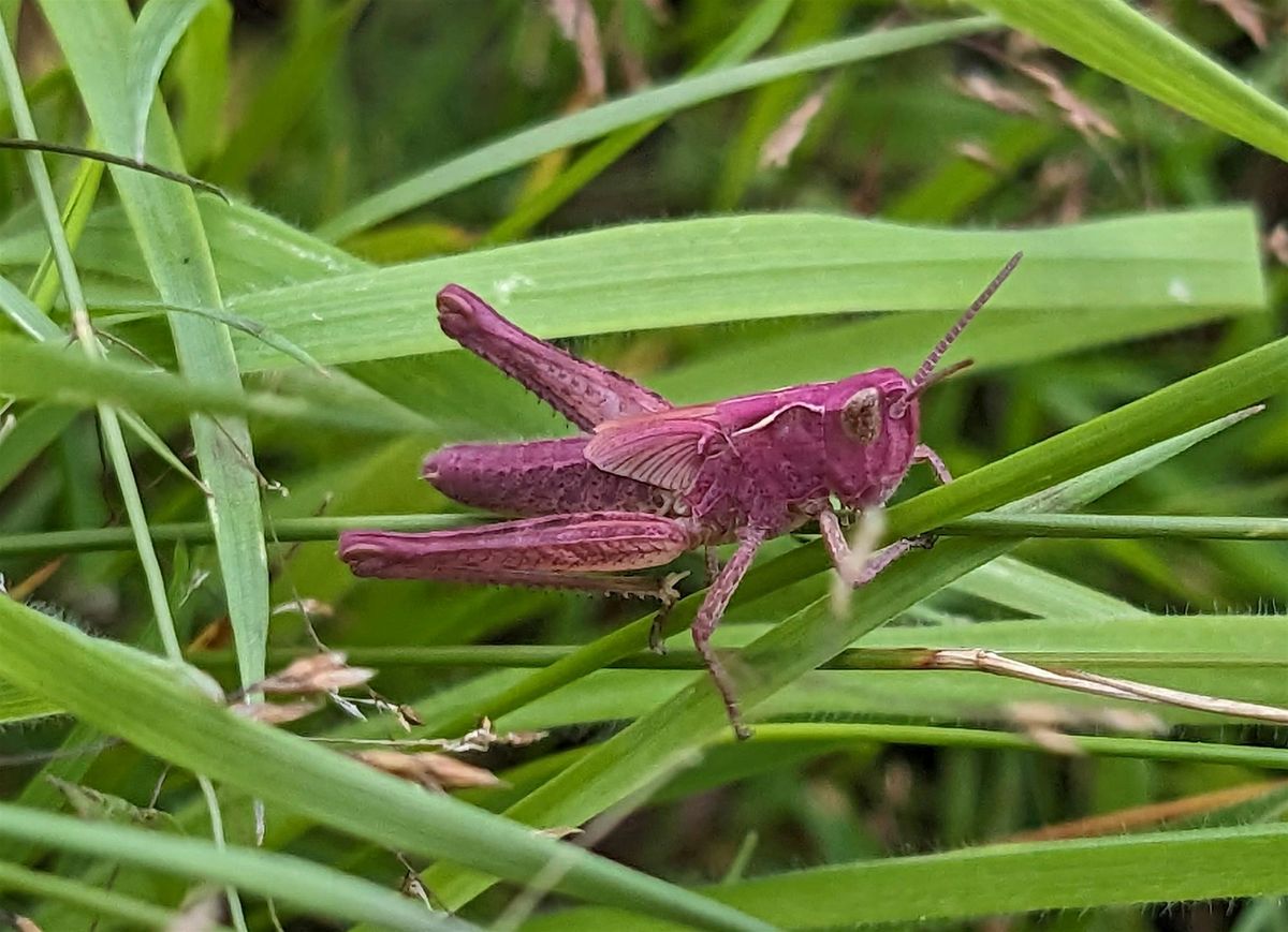 Minibeast Olympics