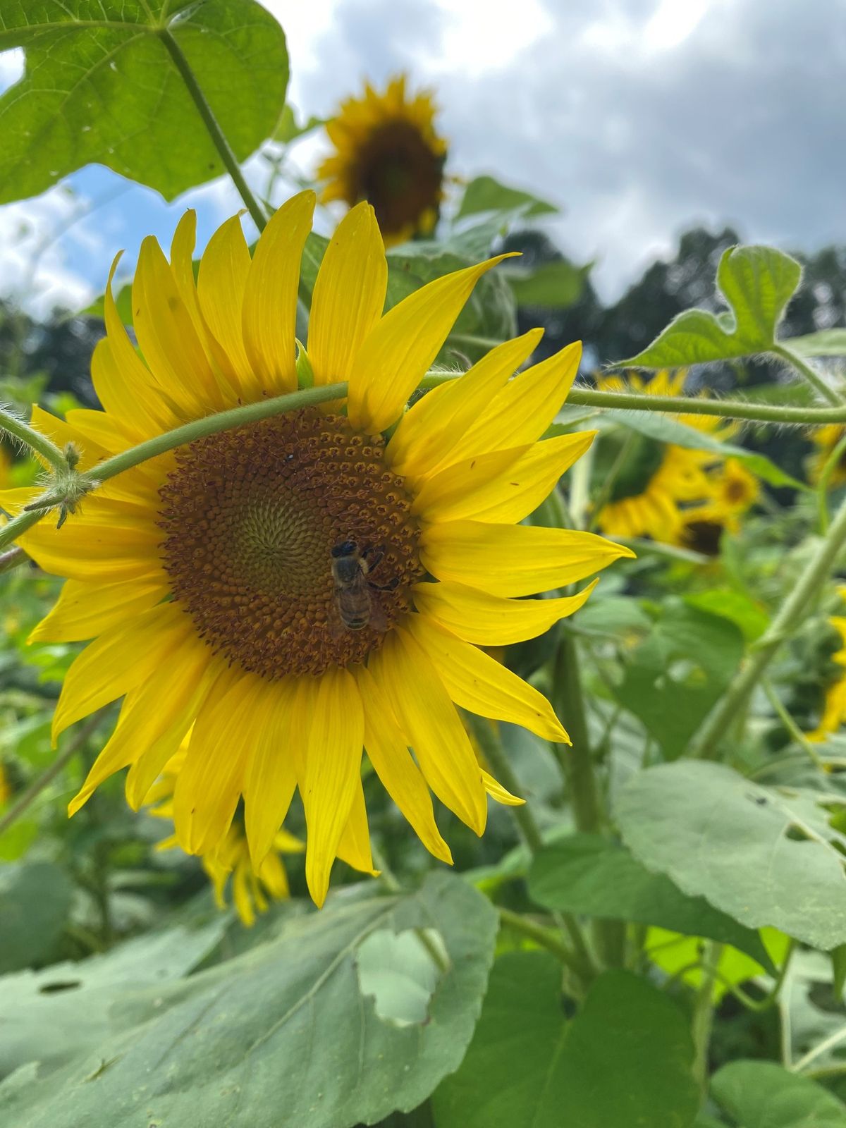 Sunflowers and Selfies