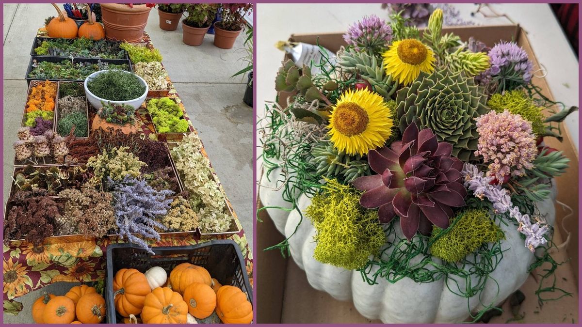 CLASS Decorating Succulent Pumpkins