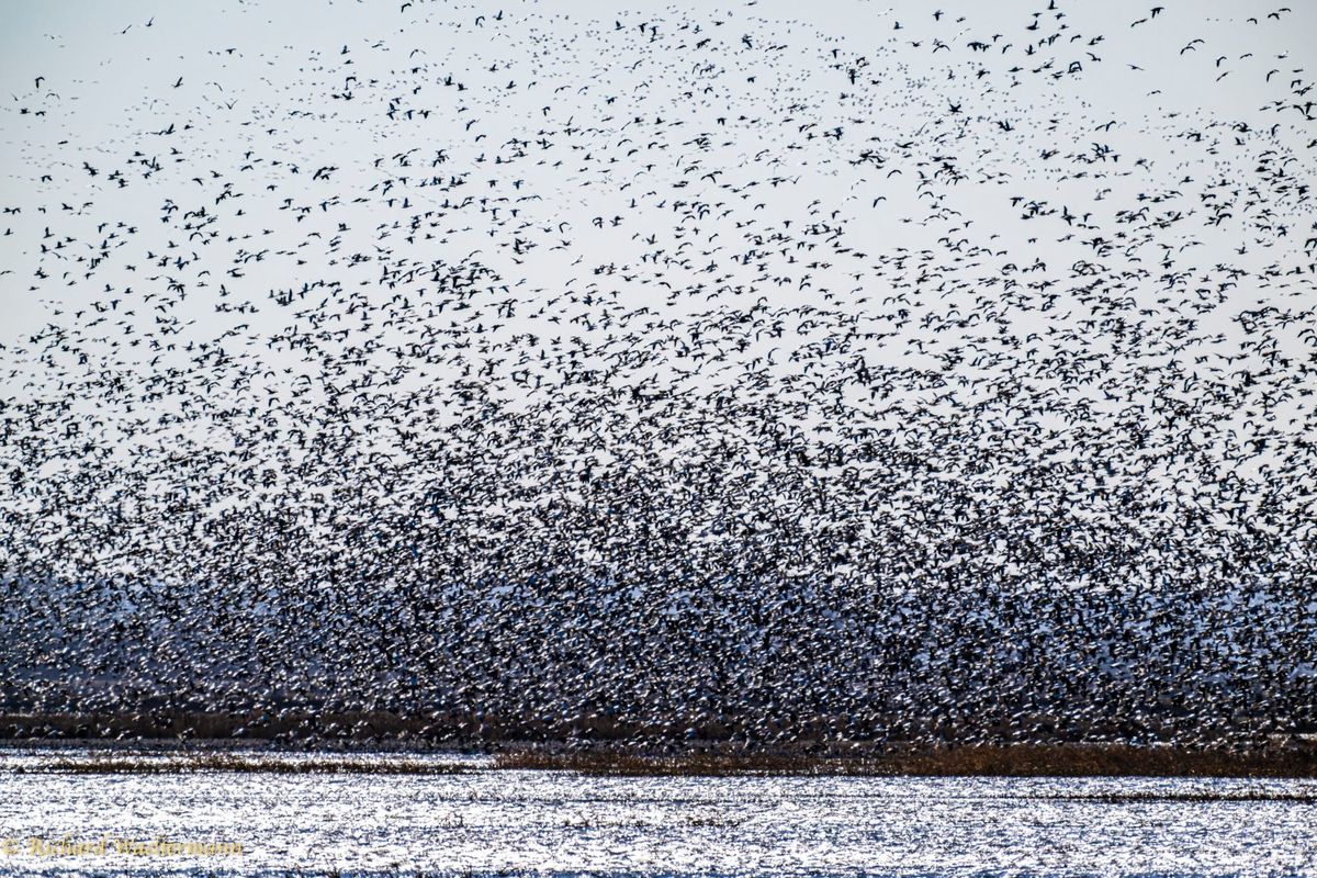 Trail Ride to See Peak of the Migration at Loess Bluffs 