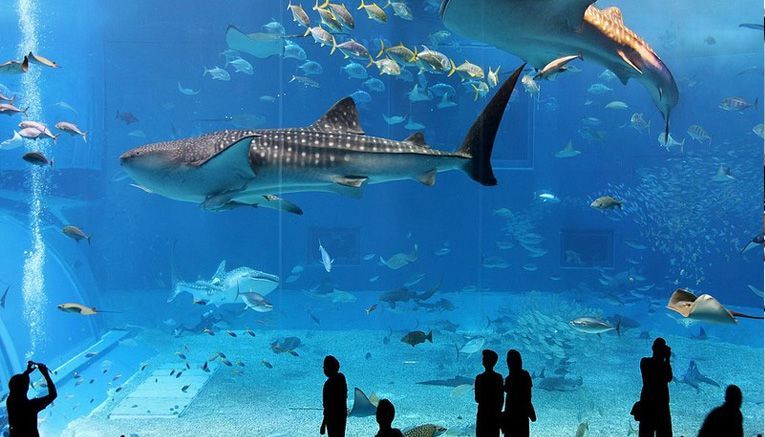 Apertura dell'Acquario di Roma