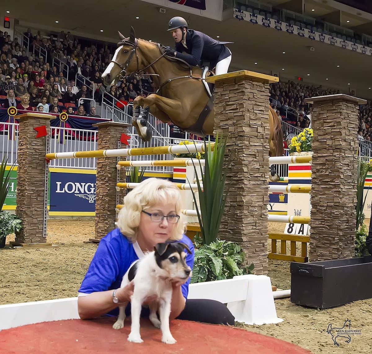 Canine\/Equine International Jumper Challenge