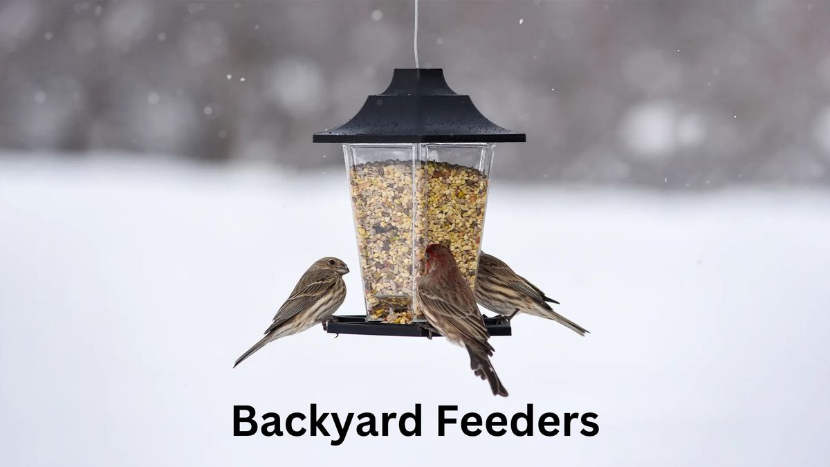 Backyard Feeders