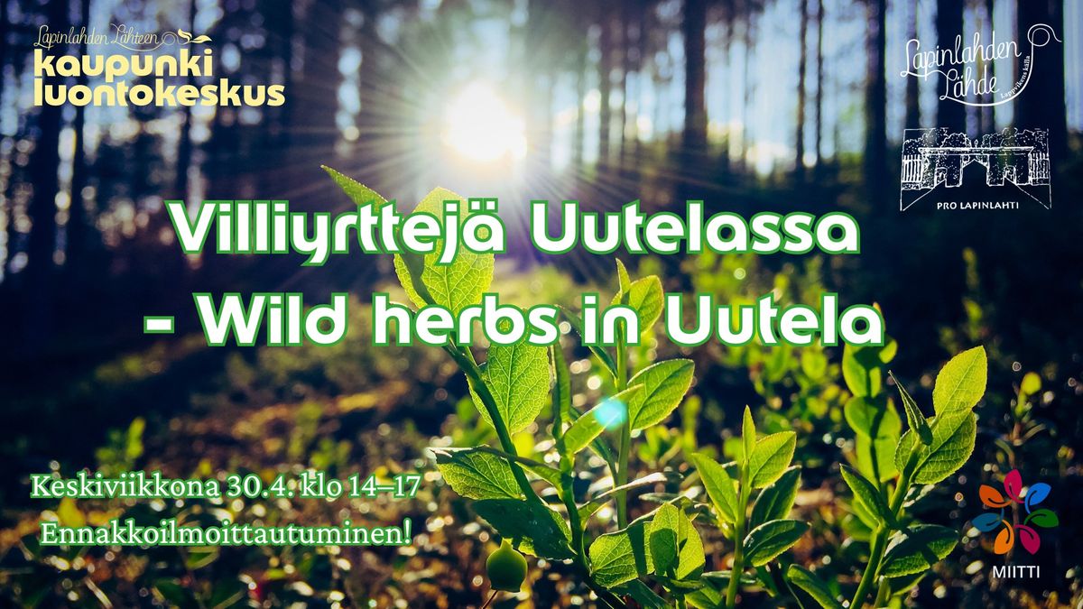 Villiyrttej\u00e4 Uutelassa - Wild herbs in Uutela \/ retki on T\u00c4YNN\u00c4 