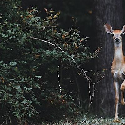 Nara Fellowship