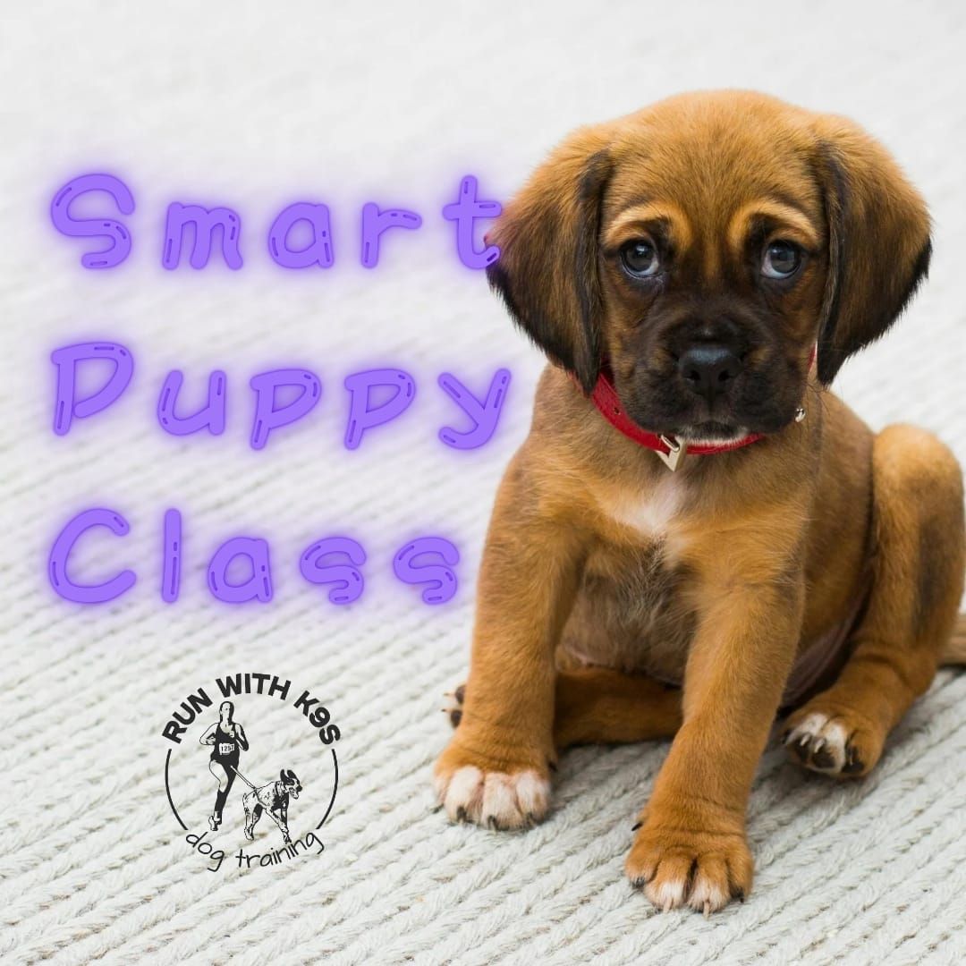 Smart Puppy Class 