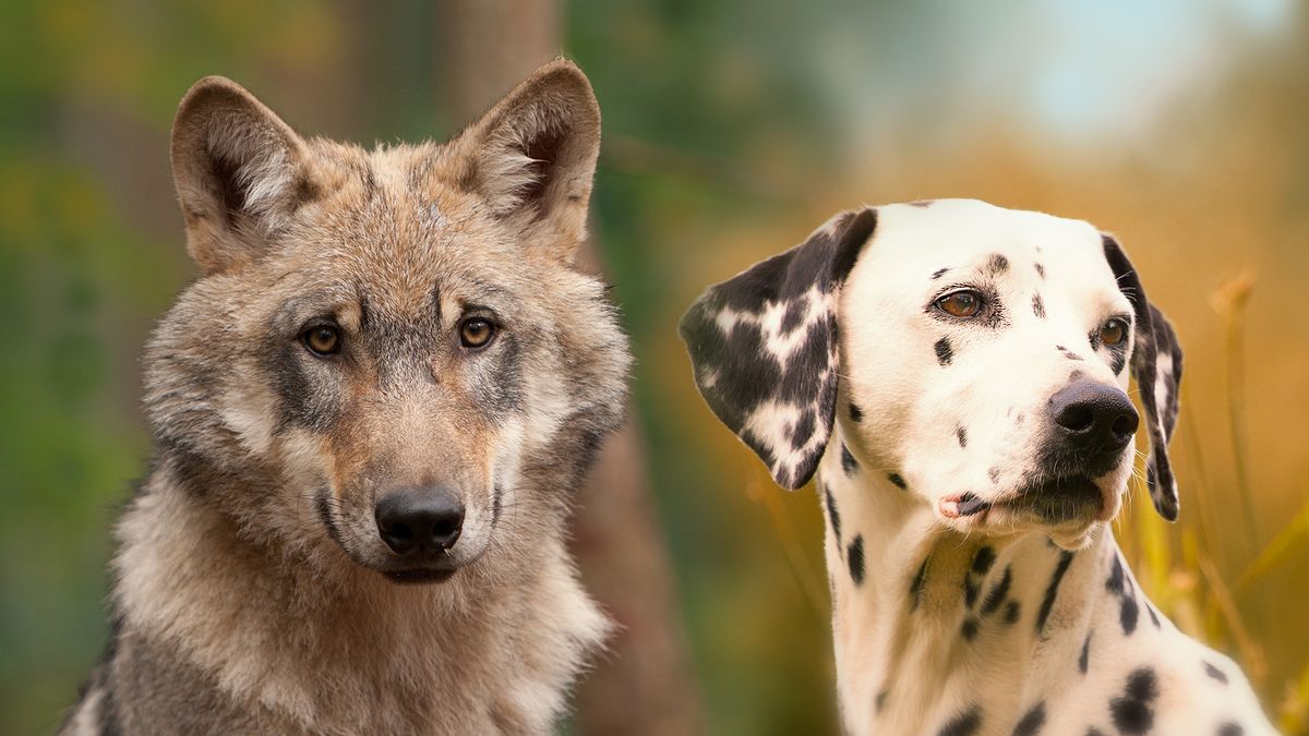 Wolf und Hund - Verwandt und doch so verschieden!