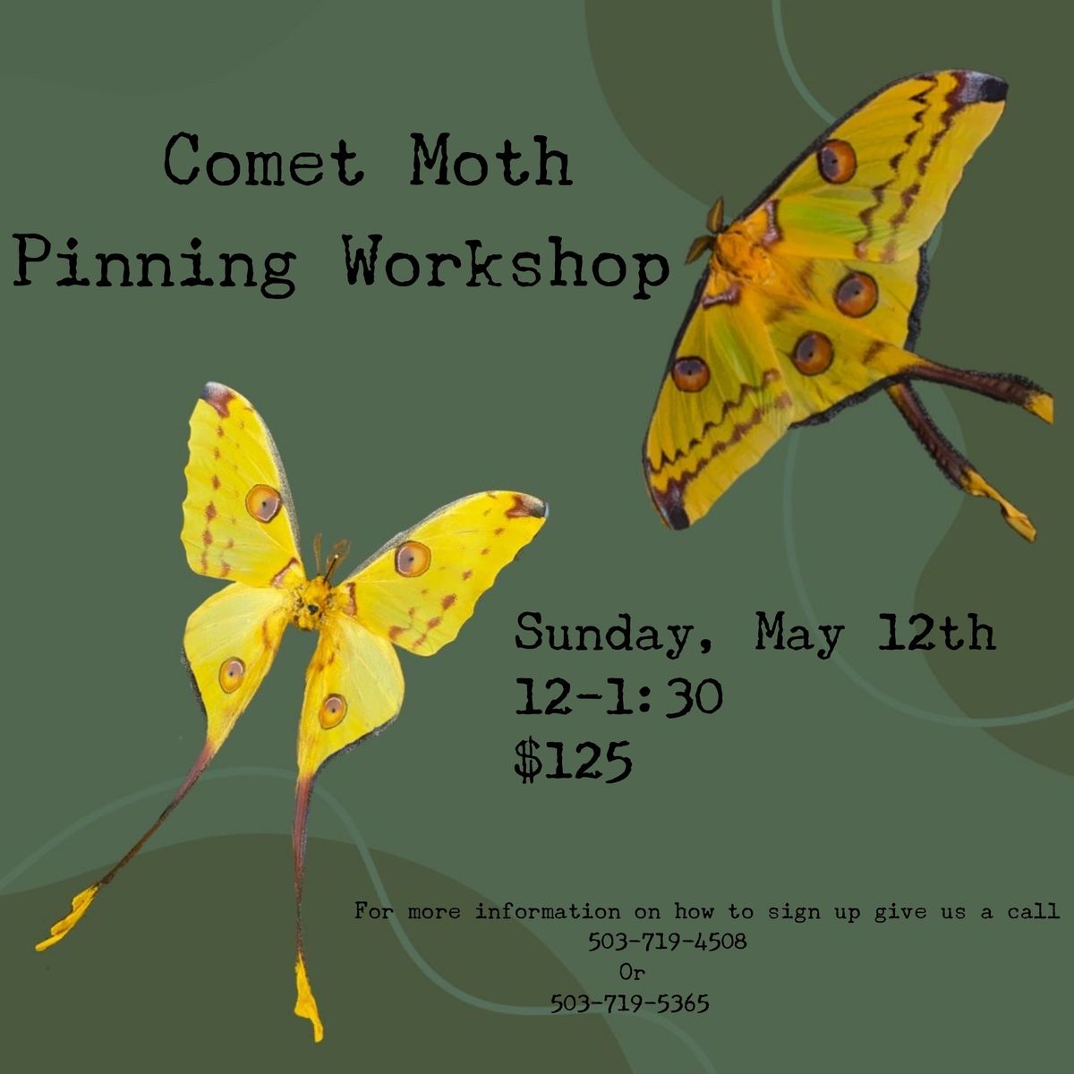 Comet Moth Pinning Workshop