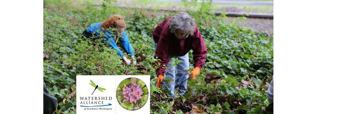 Invasive English Ivy Pull in Ridgefield