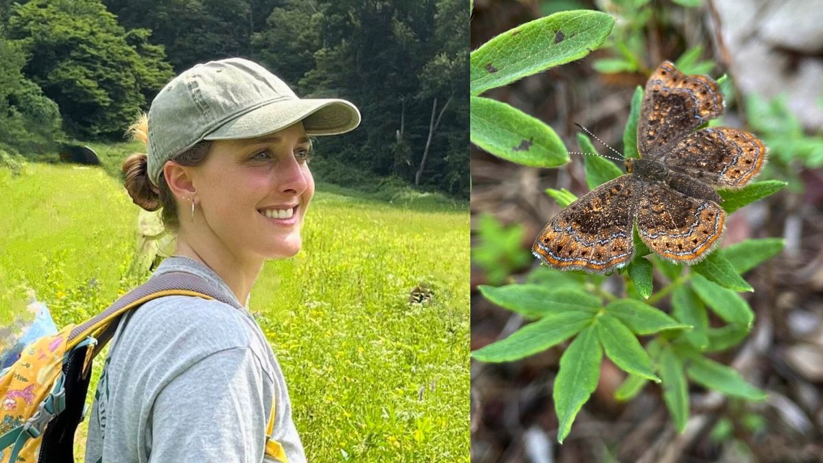 Saving an Endangered Butterfly