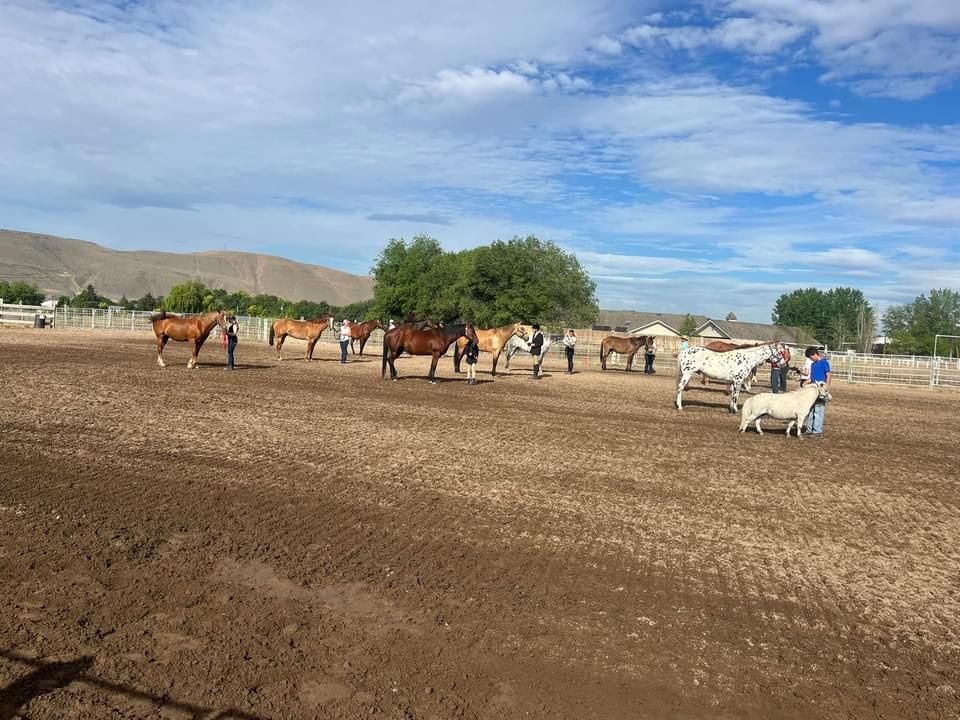 Shadow Lane Summer Series Open Schooling Show 