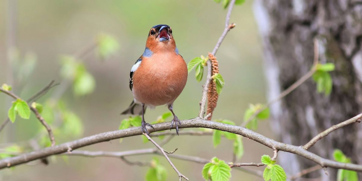 Summoning Spring: Mindfulness Day Retreat