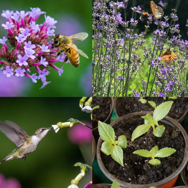 Plants for Pollinators and Beneficial Insects, Home Orchard
