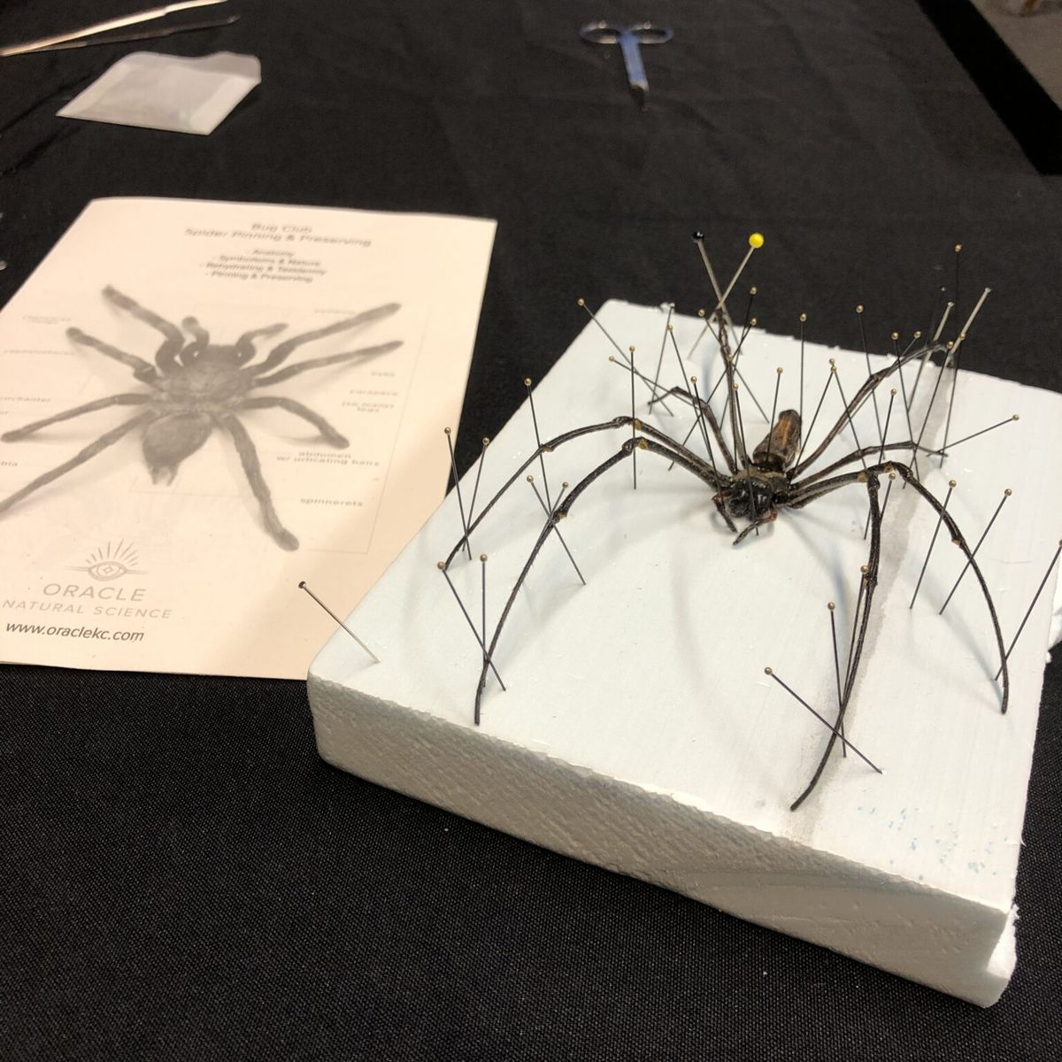 {IN PERSON} THE MAGIC OF SPIDERS