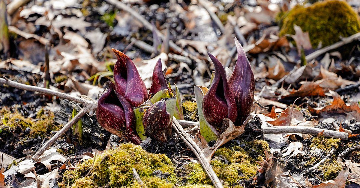 Class: Phenology \u2013 Keeping Track of Nature