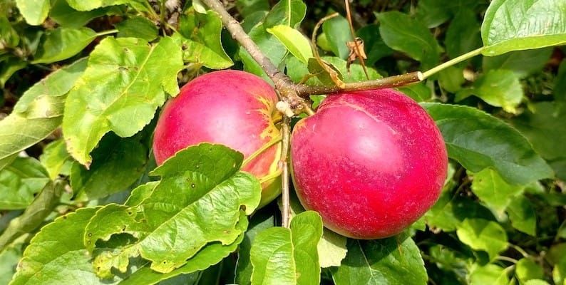 Communal Apple Pressing Sessions 