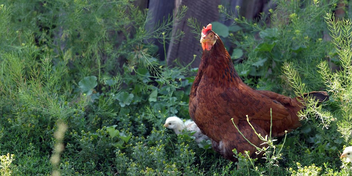 Hello Spring! Keeping Chickens - Dapto Library