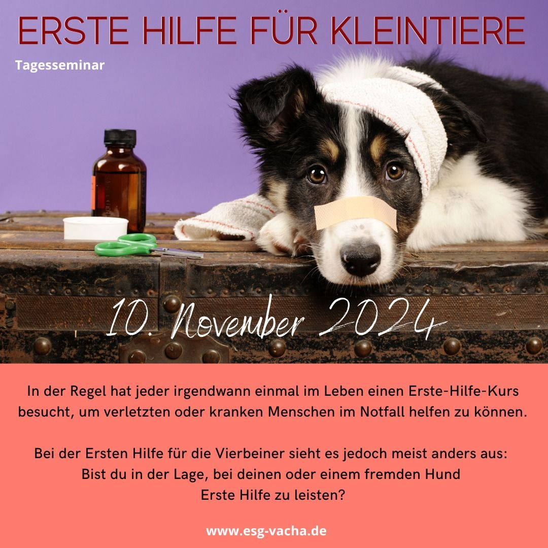 Erste Hilfe f\u00fcr Kleintiere 