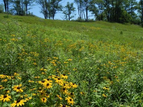 Prairie Restoration Workday: Hillside Prairie and Oak Savanna