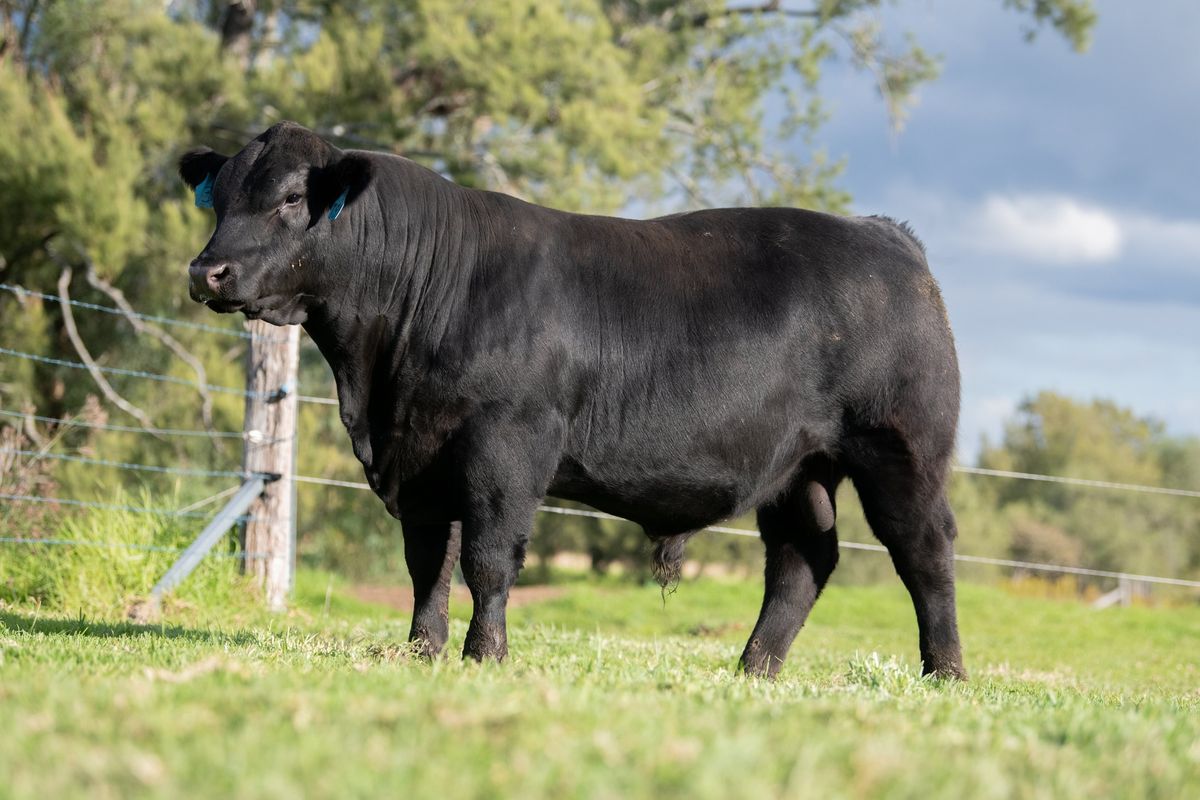 Pentire Angus 12th Annual Sale 