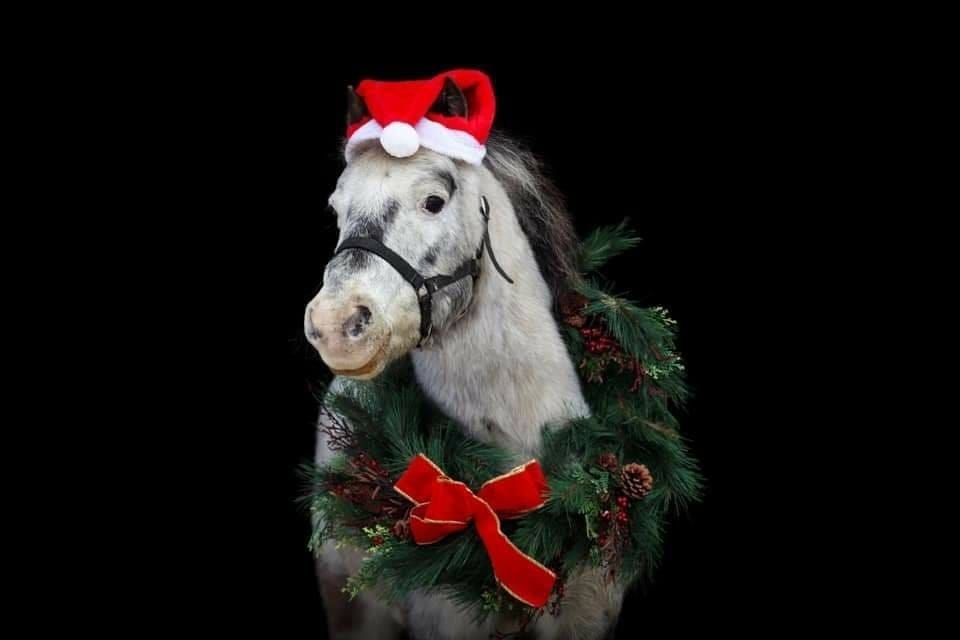 Winter Holiday Horse Experience