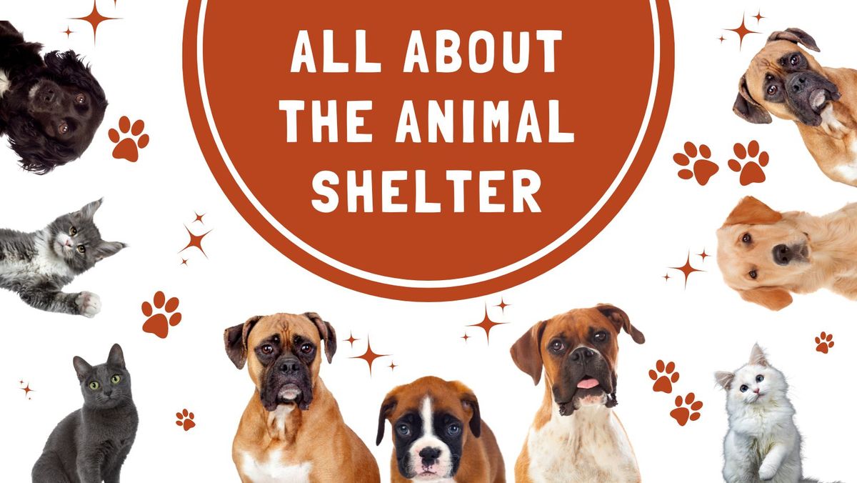 All About the Animal Shelter